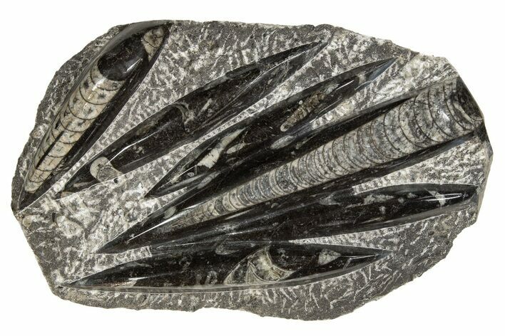 Polished Fossil Orthoceras (Cephalopod) Plate - Morocco #341359